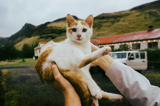 The Complete Pet Destination
