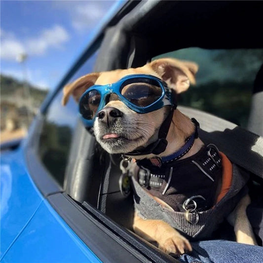 Foldable Pet Dog Goggles