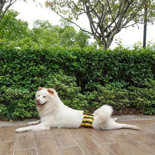 Washable Male Dog Diapers